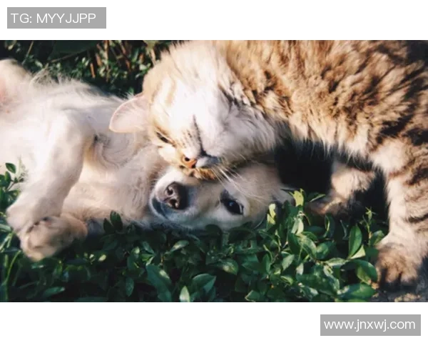 足球界的猫咪宠爱者 盘点那些与猫咪合影的球星们